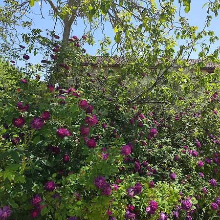 Apartment Graziesole Pietra Penna San Giovanni